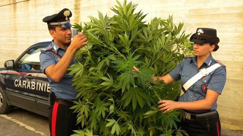 Stupefacente (in ogni senso): a 80 anni, torna dall'America e pianta uno "sbaracco" di marijuana. Denunciato