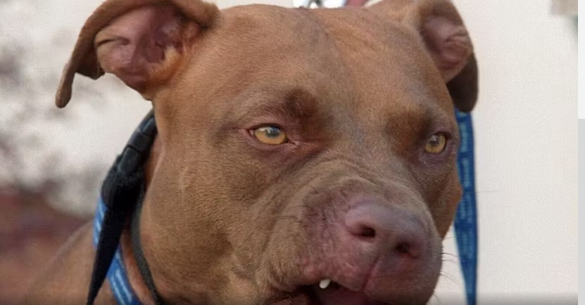 Allarme Pitbull a Teramo: quando il cane non educato diventa una minaccia per la sicurezza di tutti!